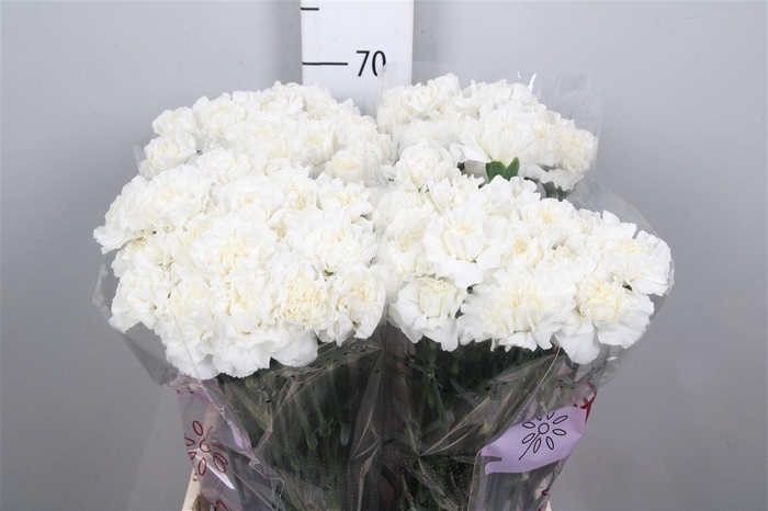 <h4>Di St Everest</h4>