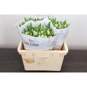 Tulipa EN 'Antarctica'