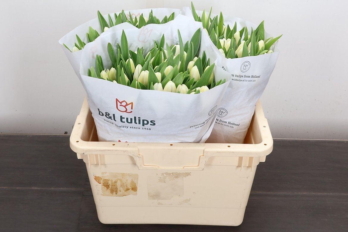 <h4>Tulipa EN 'Antarctica'</h4>