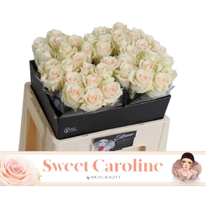 R GR SWEET CAROLINE EXTREME 55cm - JG