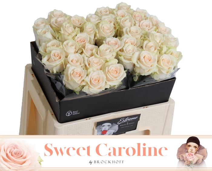 <h4>R GR SWEET CAROLINE EXTREME 55cm - JG</h4>