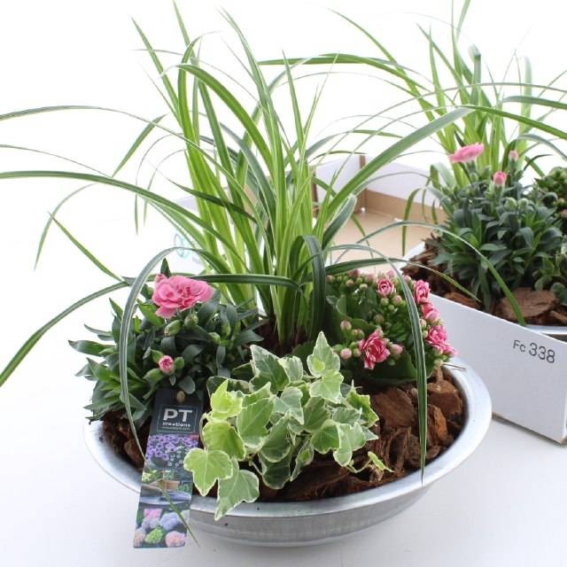 <h4>ARR TUINPLANTEN</h4>