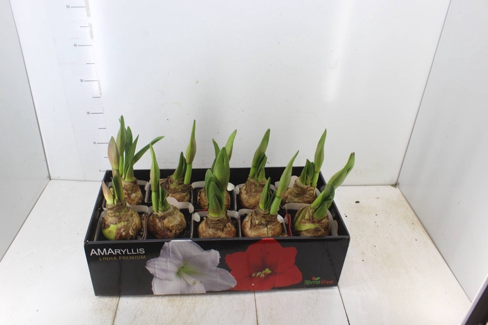 <h4>AMARYLLIS P14 VERMELHO MIN 2 HT</h4>