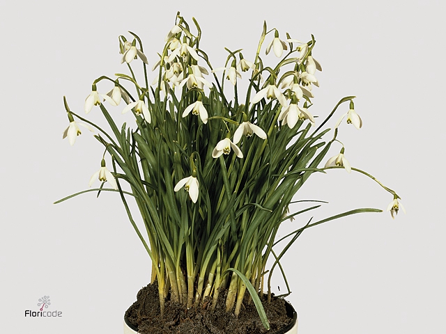 Galanthus nivalis   ...in pot