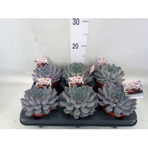 Echeveria   ...