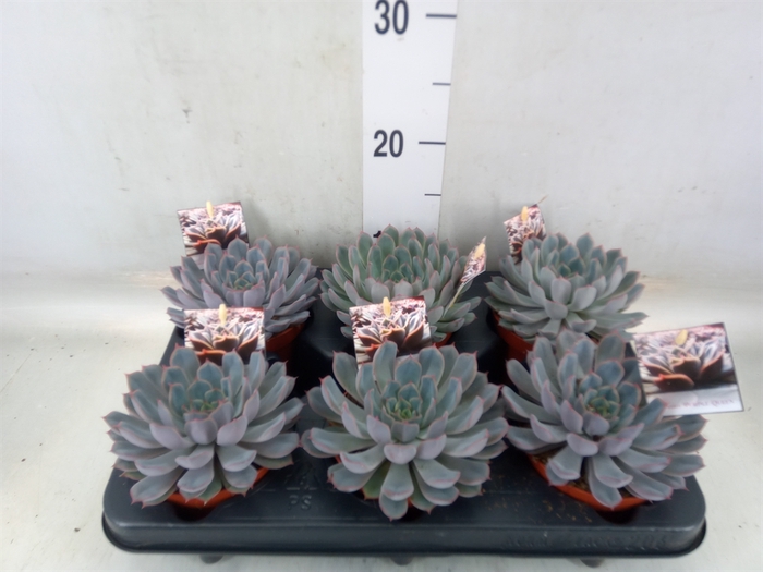 <h4>Echeveria   ...</h4>