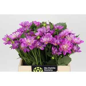 Dahlia Purple Onesta