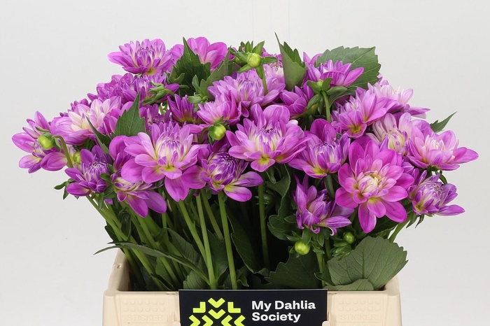<h4>Dahlia Purple Onesta</h4>