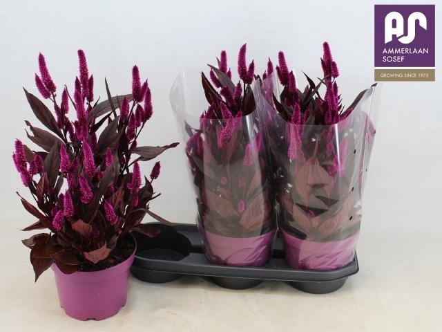 <h4>CEL MYSTIC SHADES</h4>