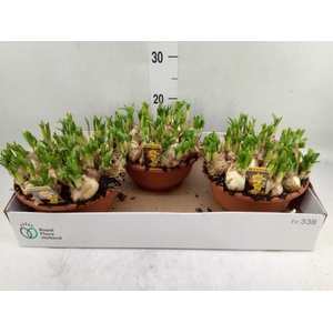 Narcissus  'Tete a tete'