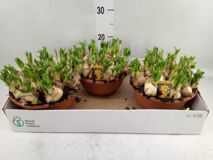 <h4>Narcissus 'Tete a tete'</h4>