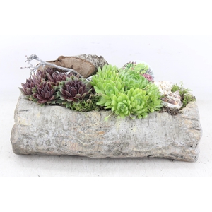 arr4 Semp VL - Ker. berk stam KL. 250/2