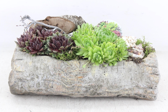 <h4>arr4 Semp VL - Ker. berk stam KL. 250/2</h4>