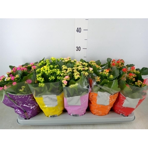 Kalanchoe blos. 'Perfecta'  ..mix 5
