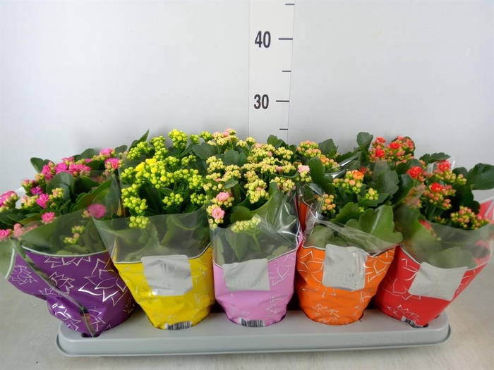 <h4>Kalanchoe blos. 'Perfecta'  ..mix 5</h4>