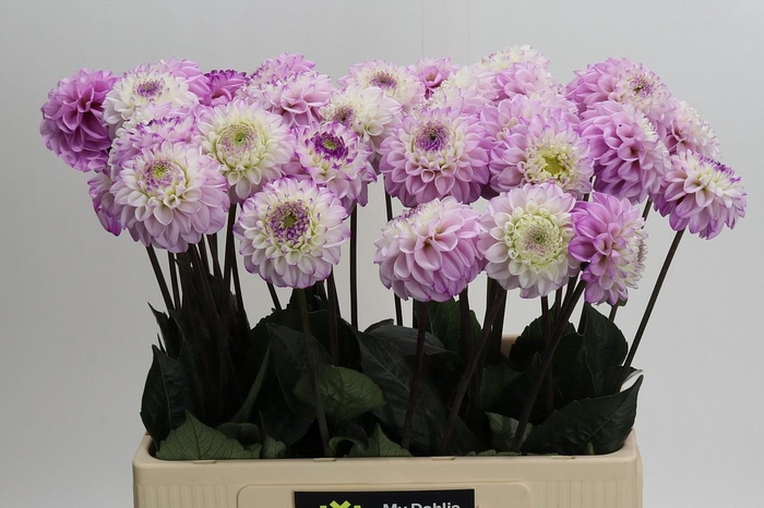 <h4>Dahlia (Ball Grp) 'Genova'</h4>