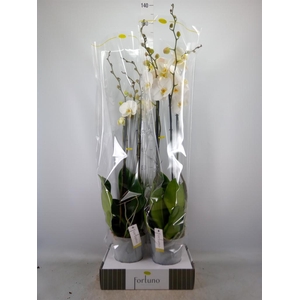 Phalaenopsis   ...white