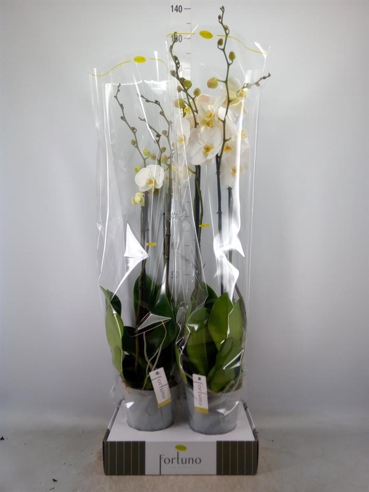 <h4>Phalaenopsis ...white</h4>