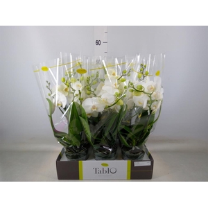 Phalaenopsis   ...white