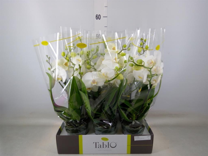 <h4>Phalaenopsis   ...white</h4>