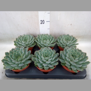 Echeveria pulidonis 'Sky Pearl'