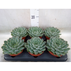 Echeveria pulidonis 'Sky Pearl'