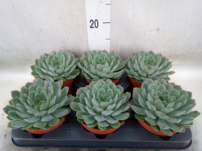 <h4>Echeveria pulidonis 'Sky Pearl'</h4>