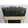 Aster Cassandra