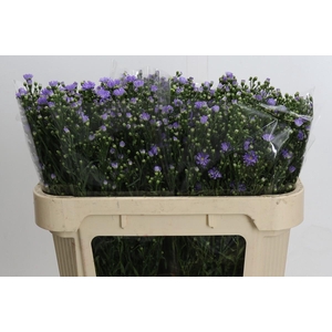 Aster Cassandra