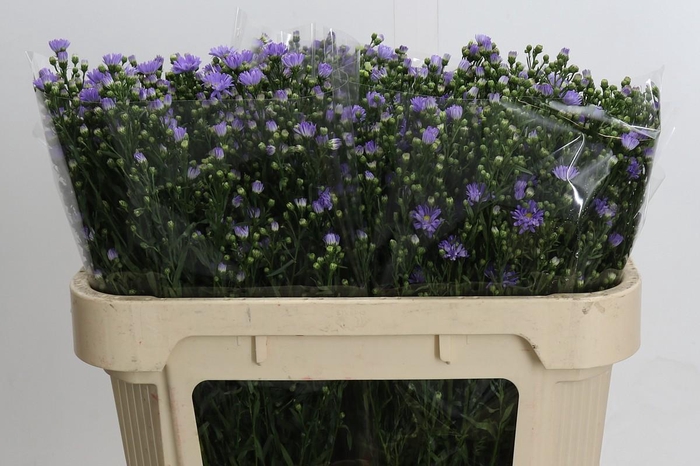 <h4>Aster Cassandra</h4>