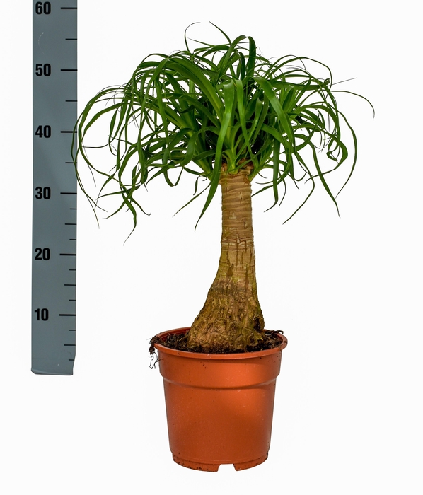<h4>Beaucarnea 17 cm</h4>