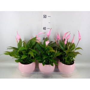 Spathiphyllum  'Bellini'