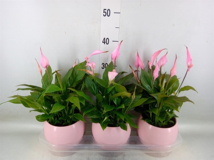 <h4>Spathiphyllum  'Bellini'</h4>