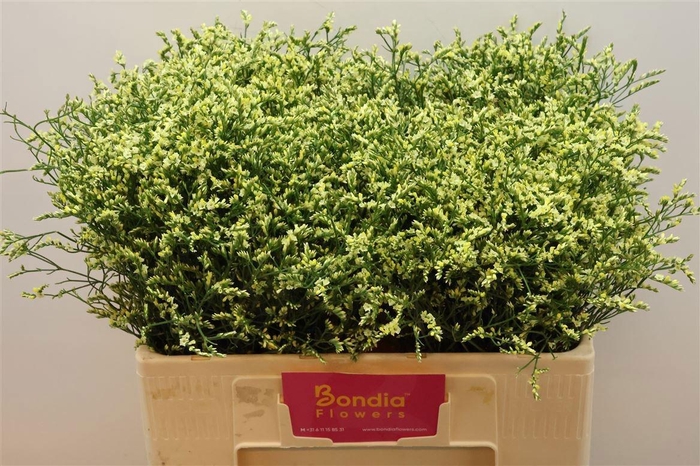 <h4>LIM SIN CHINA SUMMER</h4>