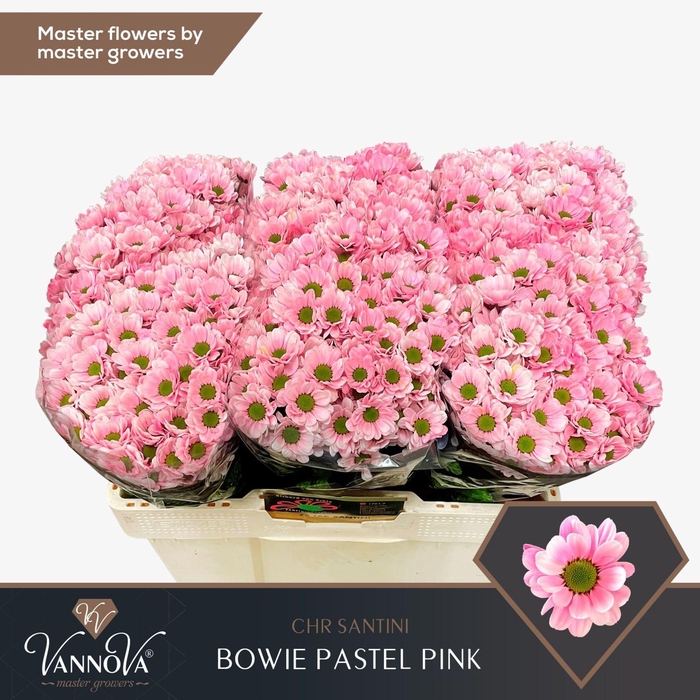 <h4>Chrysanthemum SA 'Bowie'  .color H%</h4>