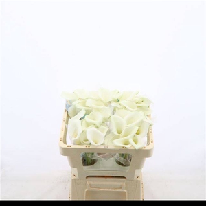 ZANT WHITE ART
