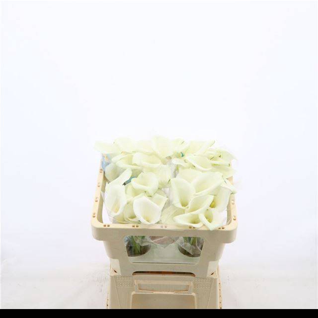 <h4>ZANT WHITE ART</h4>