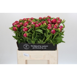Paeonia Mary Jo Legare