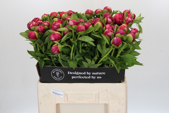 <h4>Paeonia Mary Jo Legare</h4>