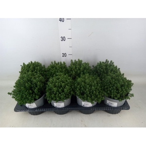 Thymus vulgaris 'Compactus'