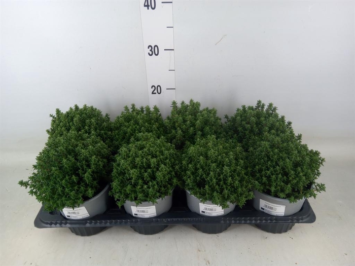 <h4>Thymus vulgaris 'Compactus'</h4>
