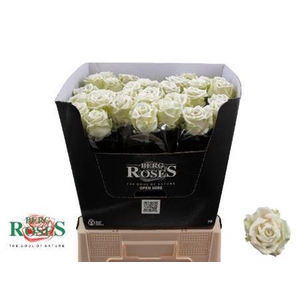 R Gr Gewaxt Wit 70 Cm