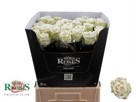 <h4>R Gr Wit Gewaxt</h4>