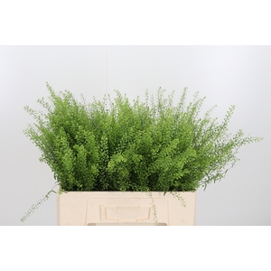 Lepidium Green Bell