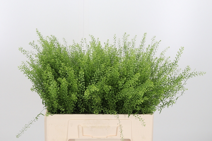 <h4>Lepidium Green Bell</h4>