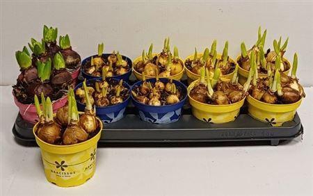 <h4>Bolbloemen Gem</h4>