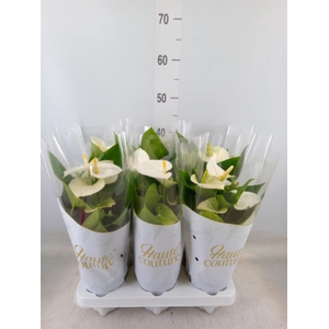 Anthurium andr. 'Cocos'