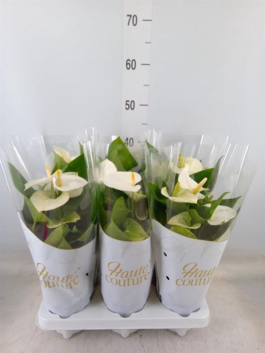 <h4>Anthurium andr. 'Cocos'</h4>