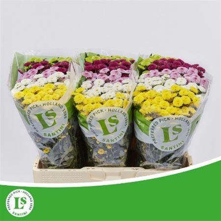 <h4>Chr San Pompon Mix Mix</h4>