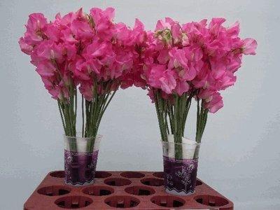 <h4>Lathyrus od pink dark</h4>